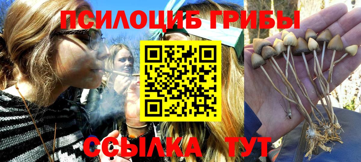 Псилоцибиновые грибы Psilocybine cubensis  закладка  Асино 